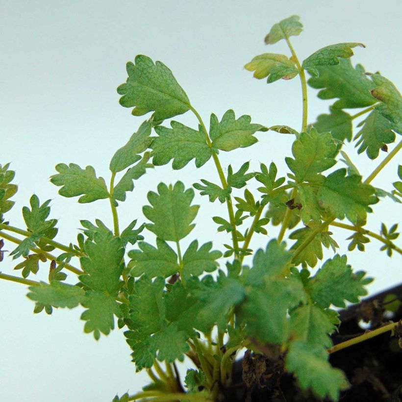 Acaena buchananii - Blaugrünes Stachelnüsschen (Laub)