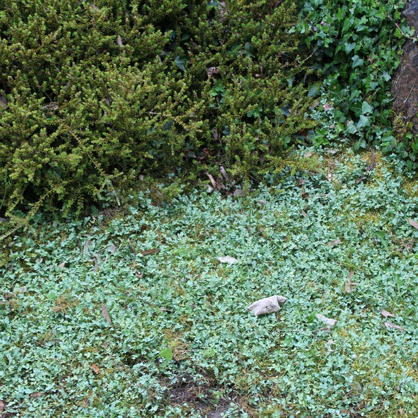 Acaena buchananii - Blaugrünes Stachelnüsschen (Hafen)