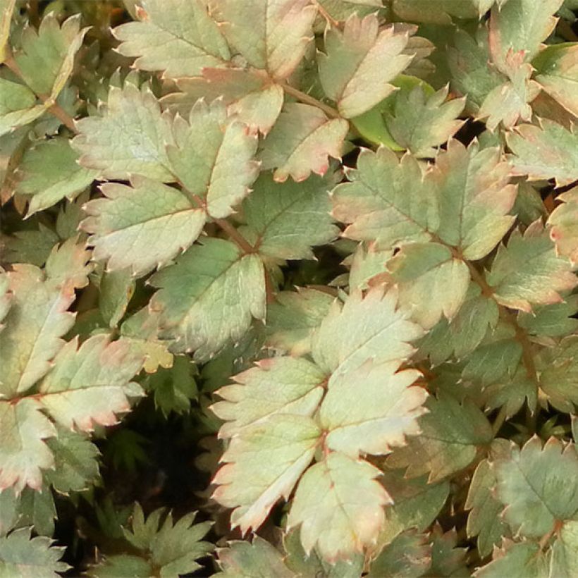 Acaena saccaticupula Blue Haze - Stachelnüßchen (Laub)