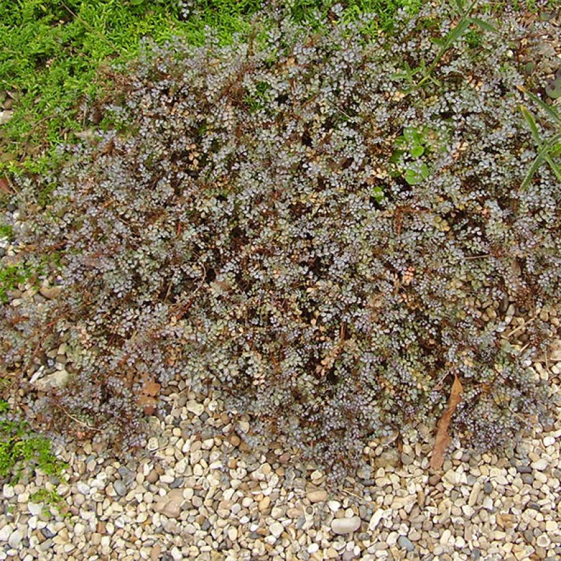 Acaena saccaticupula Blue Haze - Stachelnüßchen (Hafen)