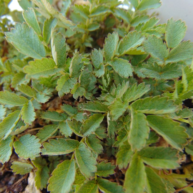 Acaena magellanica - Magellan-Stachelnüsschen (Laub)