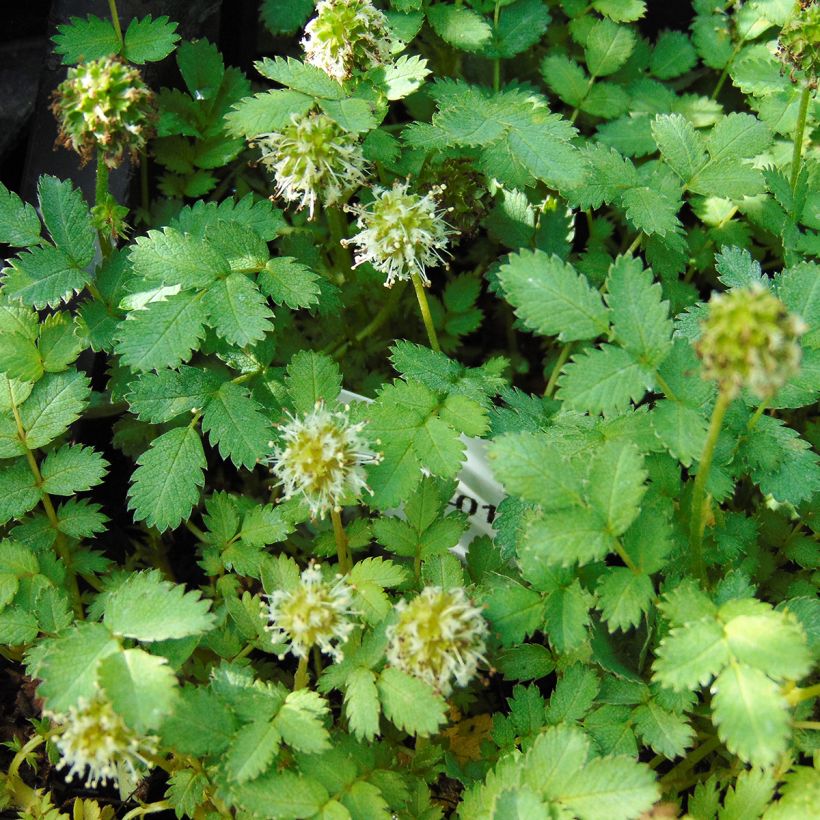 Acaena magellanica - Magellan-Stachelnüsschen (Blüte)