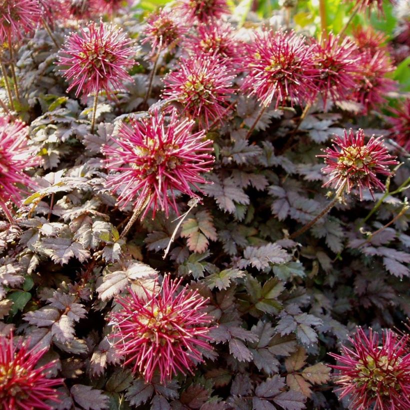 Acaena microphylla Kupferteppich - Stachelnüßchen (Blüte)