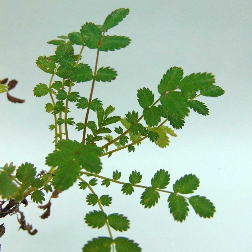 Acaena microphylla - Stachelnüßchen (Laub)