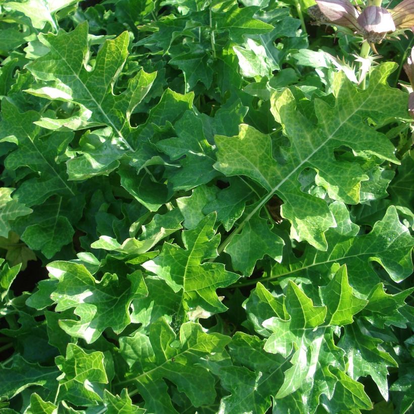 Acanthus hungaricus White Lips - Balkan-Bärentatze (Laub)