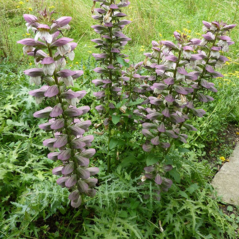 Acanthus spinosus - Dorniger Akanthus (Blüte)