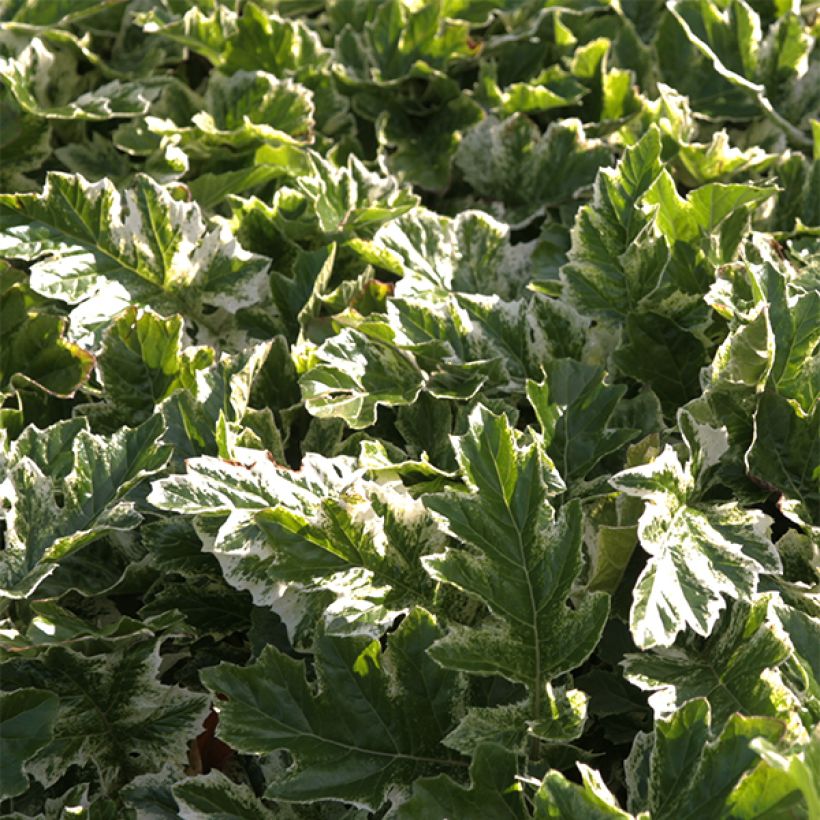 Acanthus mollis Whitewater - Weicher Akanthus (Laub)