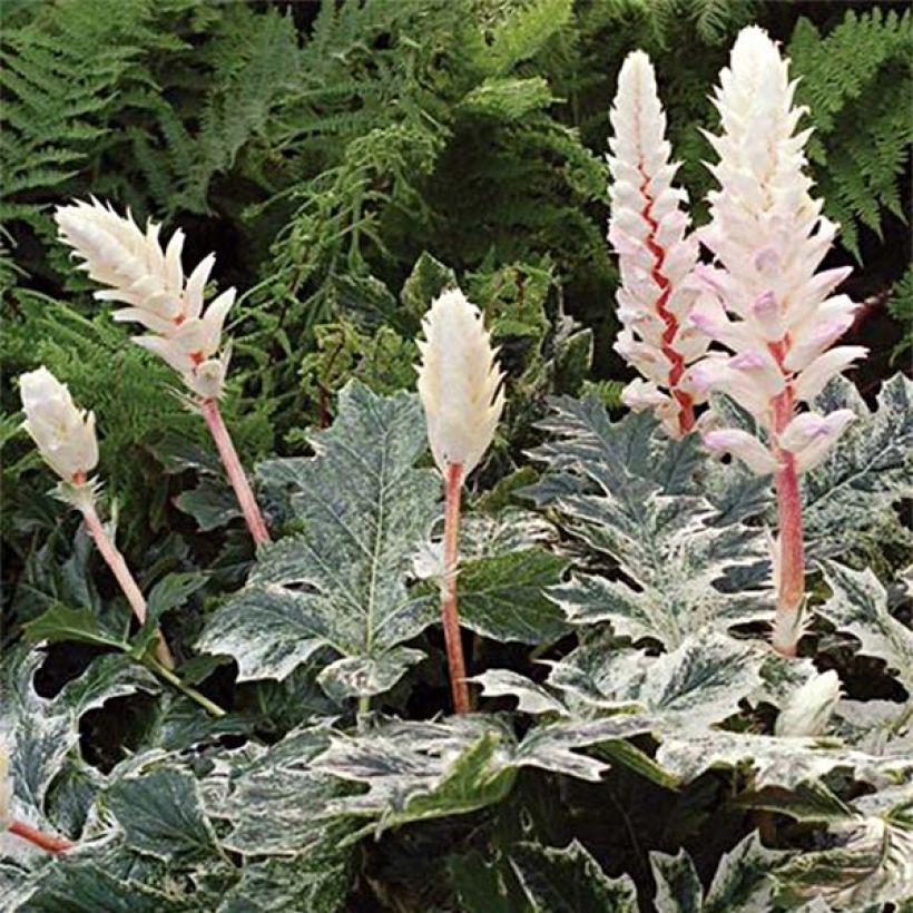 Acanthus mollis Whitewater - Weicher Akanthus (Blüte)