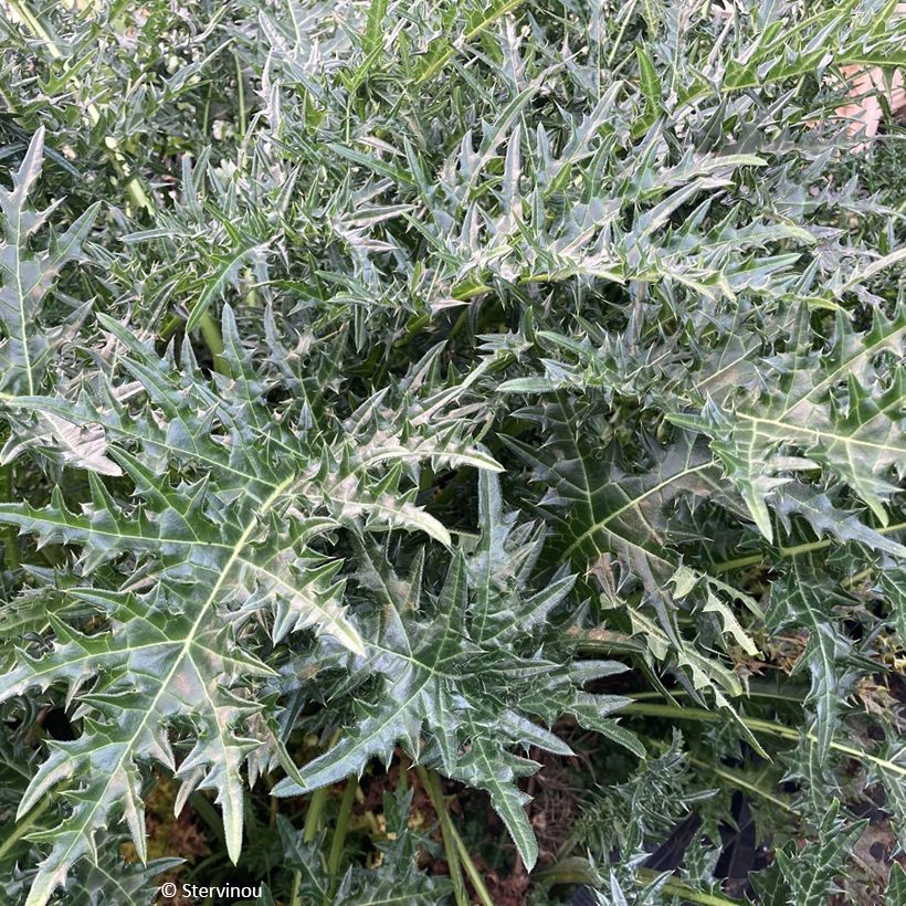 Acanthus hirsutus subsp. syriacus - Syrischer Bärenklau (Laub)