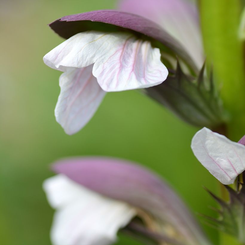 Acanthus mollis - Weicher Akanthus (Blüte)