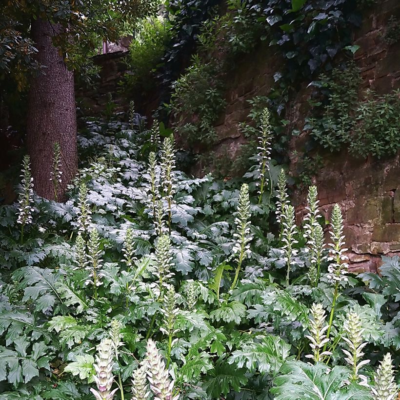 Acanthus mollis - Weicher Akanthus (Hafen)