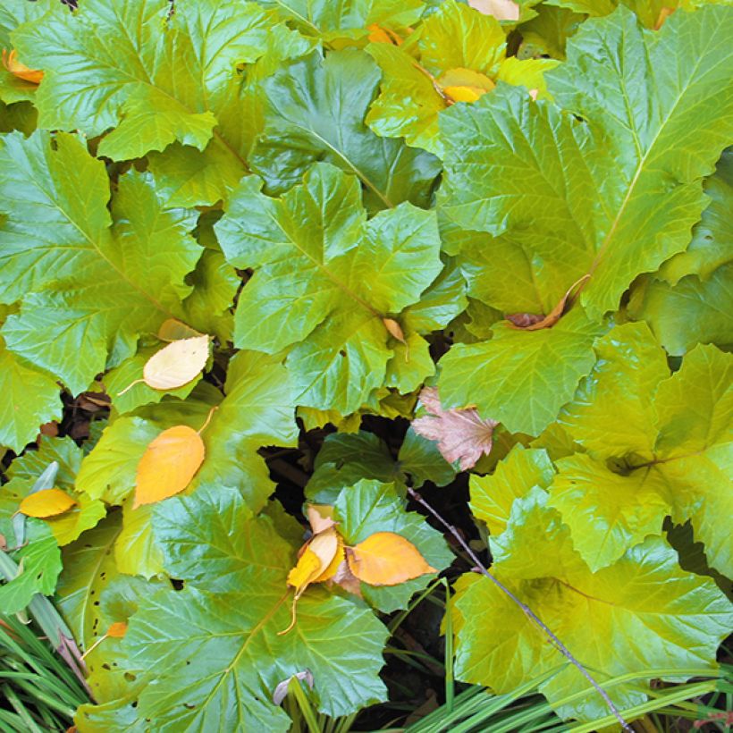 Acanthus mollis Hollards Gold - Weicher Akanthus (Laub)