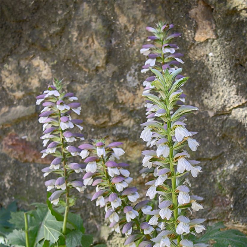 Acanthus mollis Hollards Gold - Weicher Akanthus (Blüte)