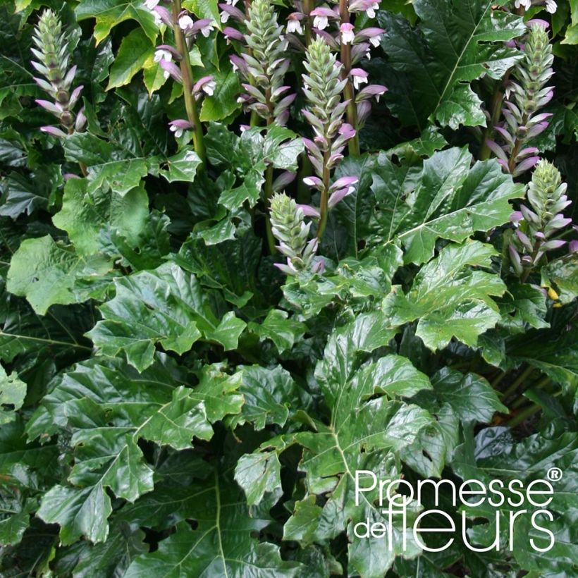 Acanthus mollis Latifolius - Weicher Akanthus (Laub)