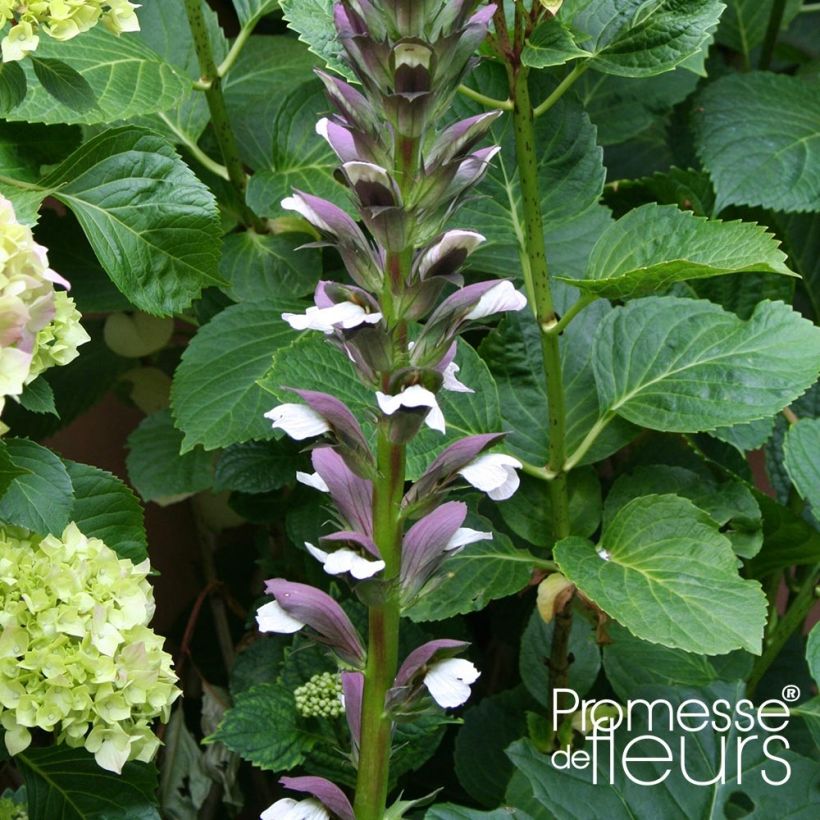 Acanthus mollis Latifolius - Weicher Akanthus (Blüte)