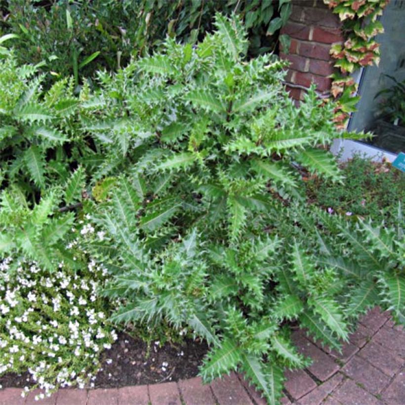 Acanthus sennii (Hafen)