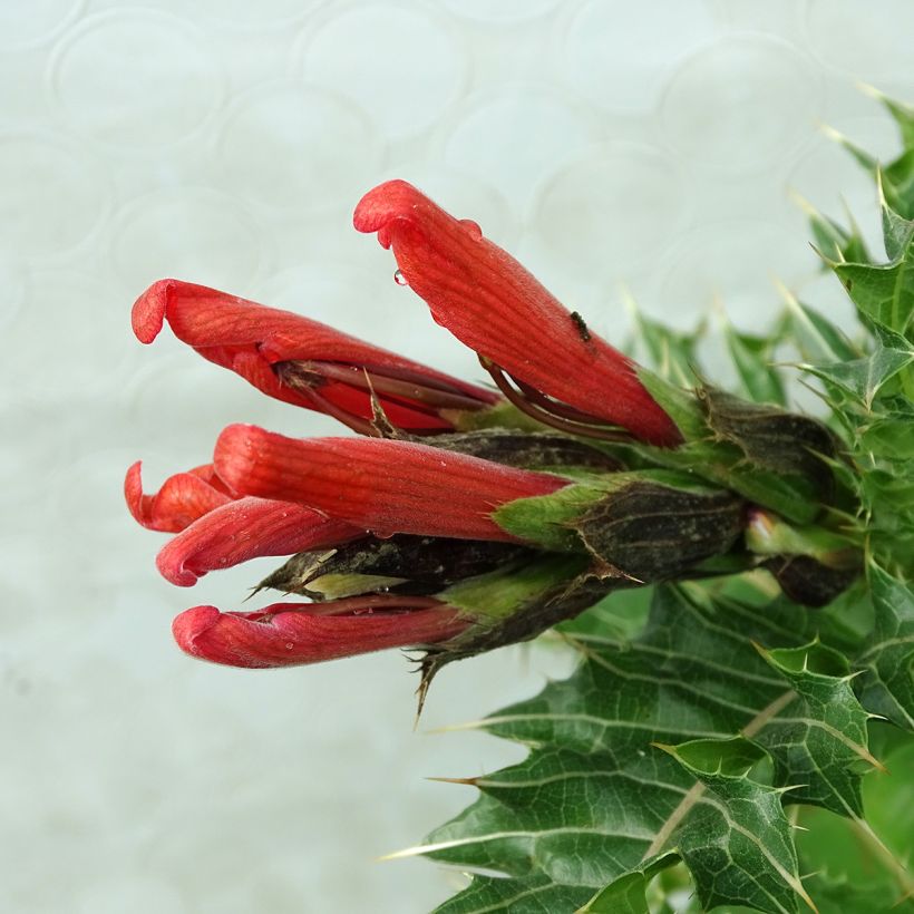 Acanthus sennii (Blüte)