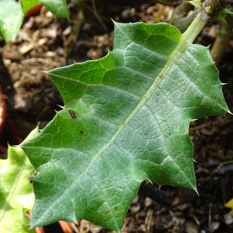 Acanthus sennii (Laub)