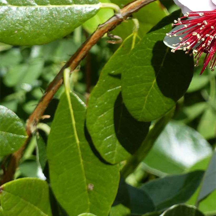 Brasilianische Guave Coolidge - Feijoa sellowiana (Laub)