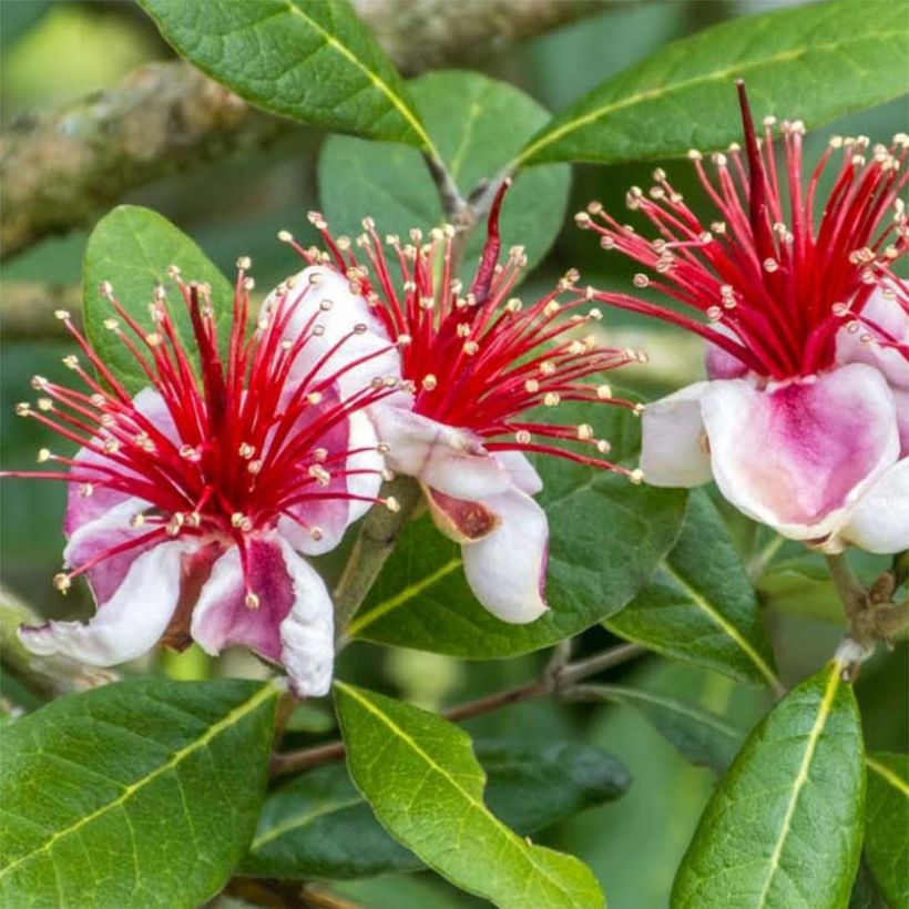 Brasilianische Guave Gemini - Acca sellowiana (Blüte)