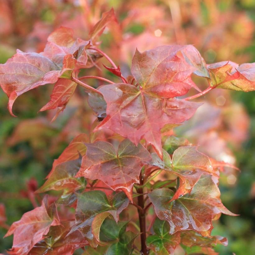 Acer Ample Surprise - Ahorn (Laub)