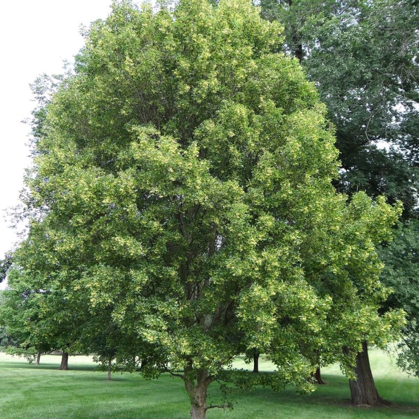 Dreispitz-Ahorn - Acer buergerianum (Hafen)