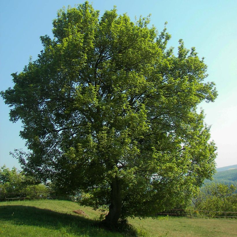 Feld-Ahorn - Acer campestre (Hafen)