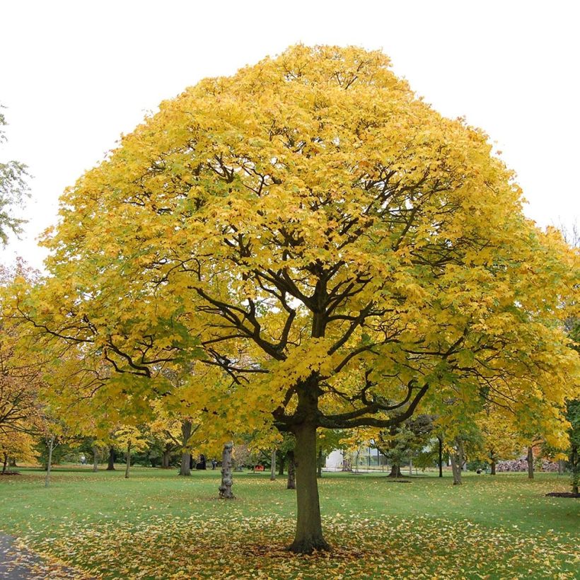 Kolchischer Ahorn Aureum - Acer cappadocicum (Hafen)