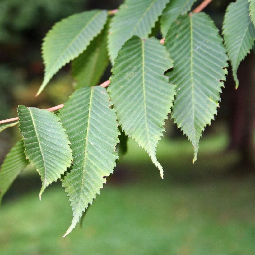 Hainbuchen-Ahorn - Acer carpinifolium (Laub)