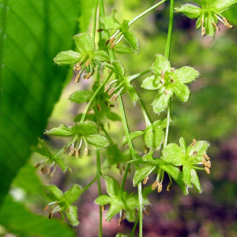 Hainbuchen-Ahorn - Acer carpinifolium (Blüte)