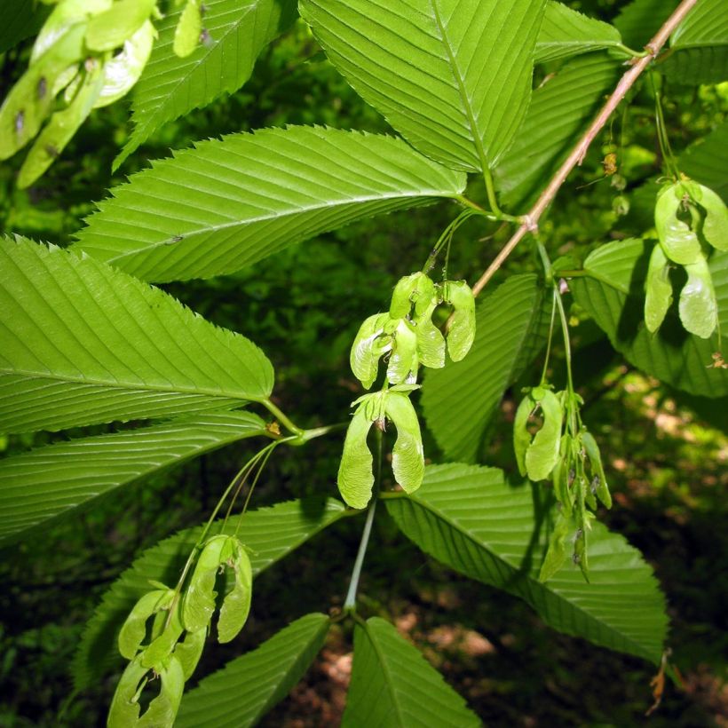 Hainbuchen-Ahorn - Acer carpinifolium (Ernte)