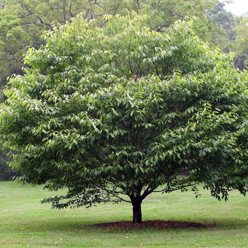 Hainbuchen-Ahorn - Acer carpinifolium (Hafen)