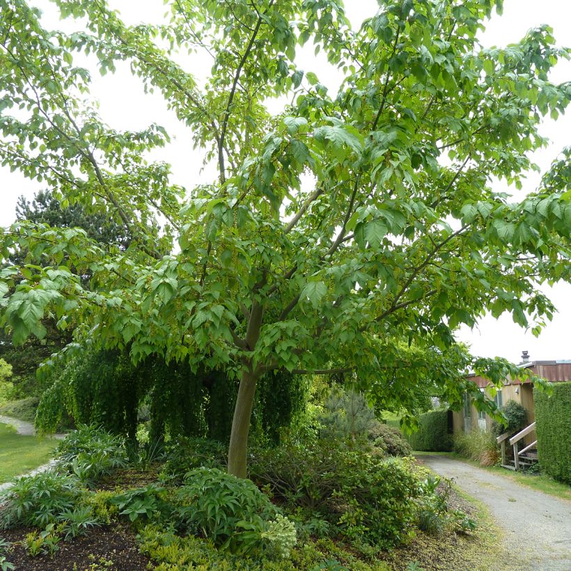 Strauchahorn Silver Vein - Acer conspicuum (Hafen)