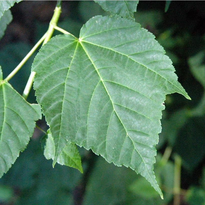 Schlangenhautahorn - Acer davidii (Laub)