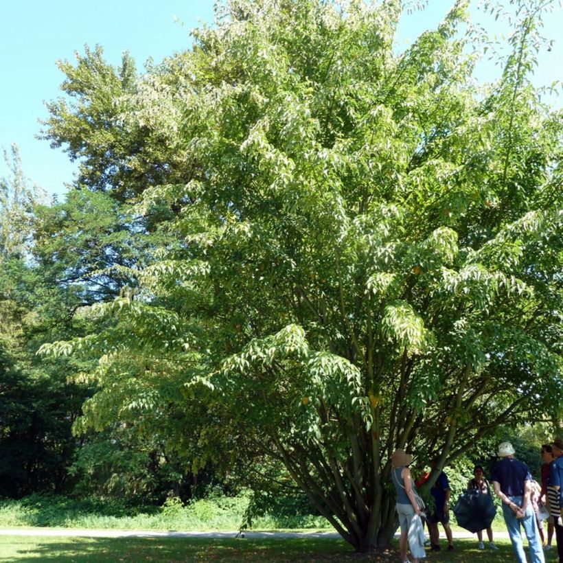 Schlangenhautahorn - Acer davidii (Hafen)