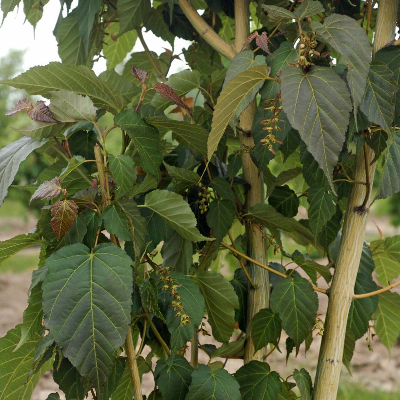 Schlangenhautahorn Viper - Acer davidii (Laub)