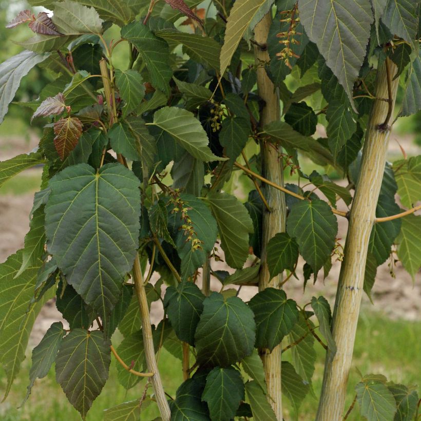 Schlangenhautahorn Viper - Acer davidii (Hafen)