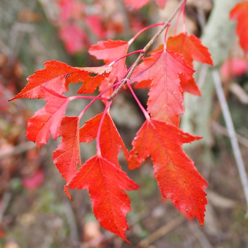 Feuer-Ahorn - Acer tataricum subsp. ginnala (Laub)