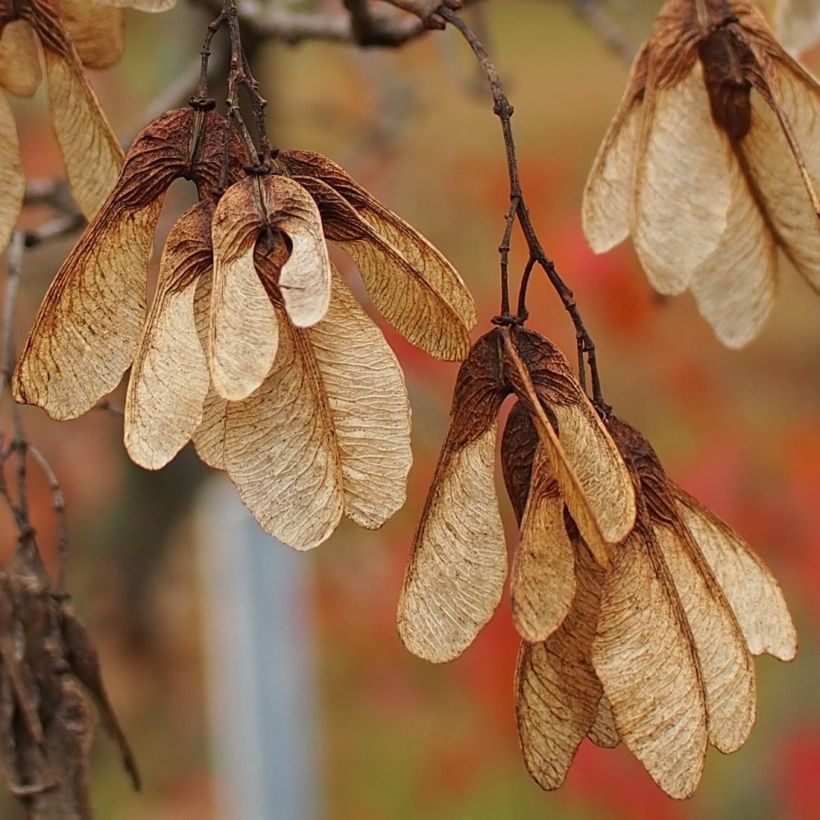 Feuer-Ahorn - Acer tataricum subsp. ginnala (Ernte)