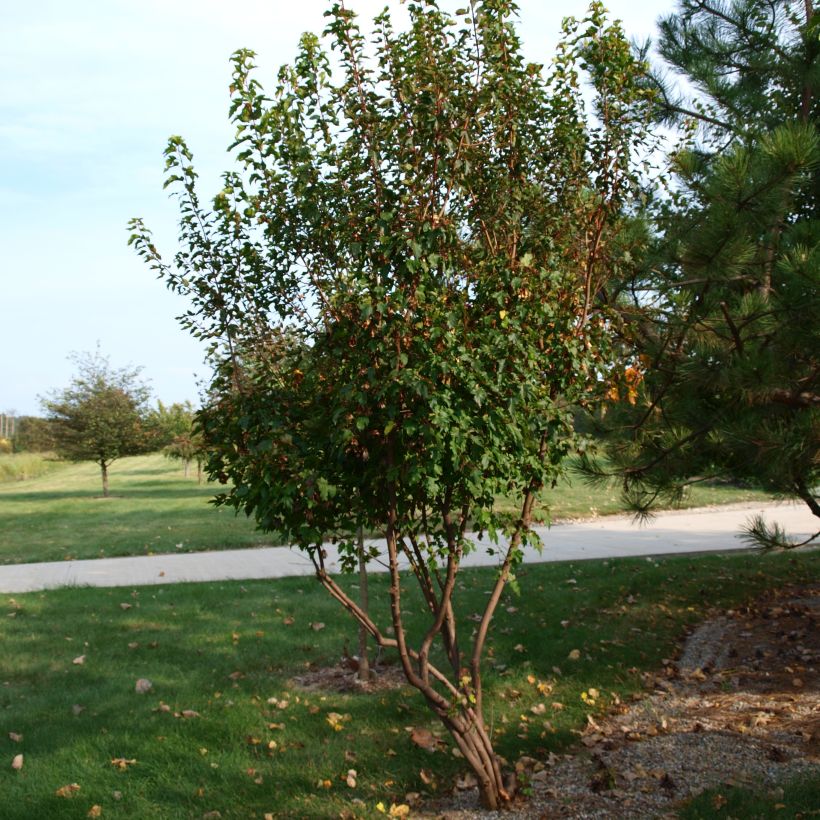 Feuer-Ahorn - Acer tataricum subsp. ginnala (Hafen)