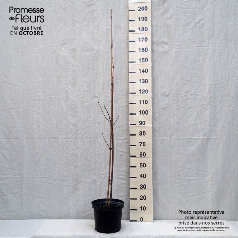 Exemplar von Acer macrophyllum - Erable à grandes feuilles Pot de 7,5L/10L wie im Herbst geliefert