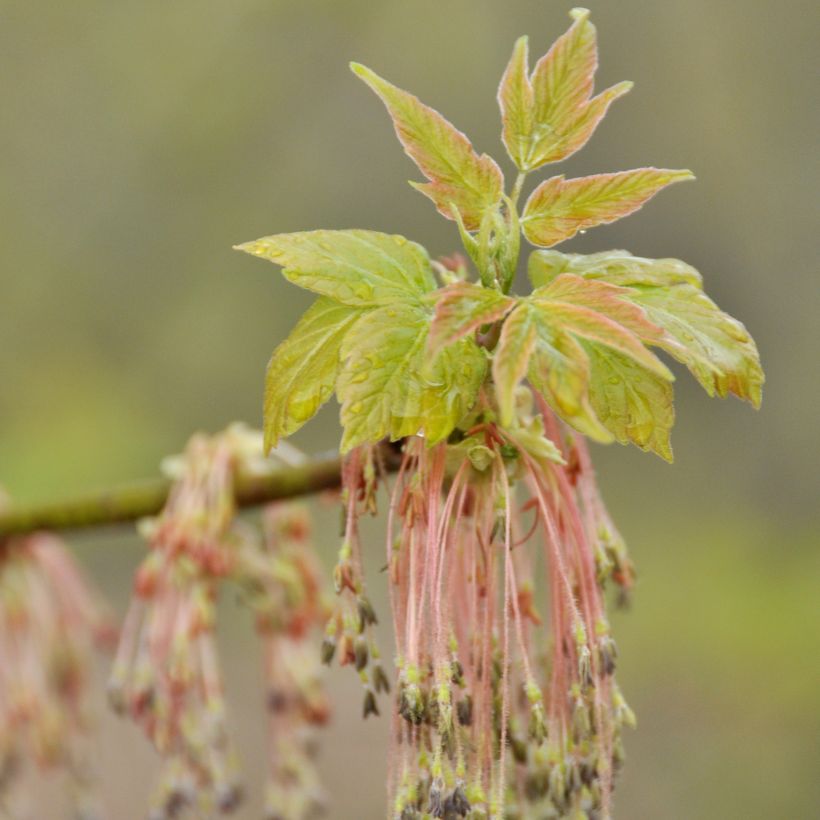 Eschen-Ahorn - Acer negundo (Blüte)