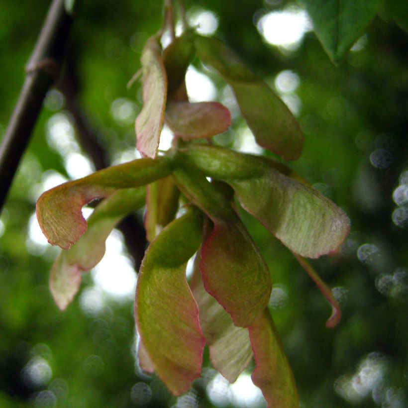 Eschen-Ahorn - Acer negundo (Ernte)