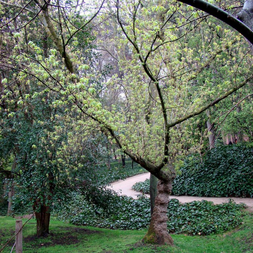 Eschen-Ahorn - Acer negundo (Hafen)