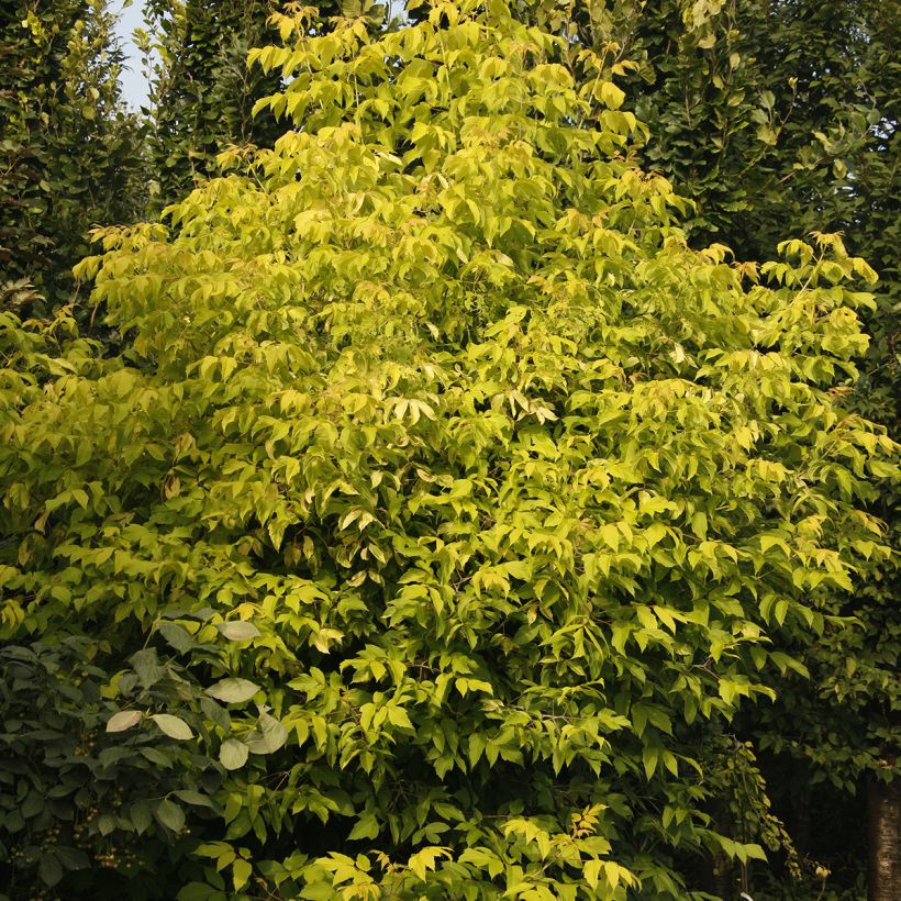 Eschen-Ahorn Auratum - Acer negundo (Hafen)