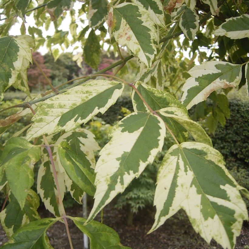 Eschen-Ahorn Aureomarginatum - Acer negundo (Laub)