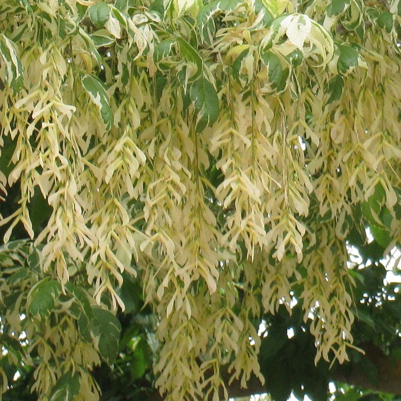 Eschen-Ahorn Aureomarginatum - Acer negundo (Blüte)