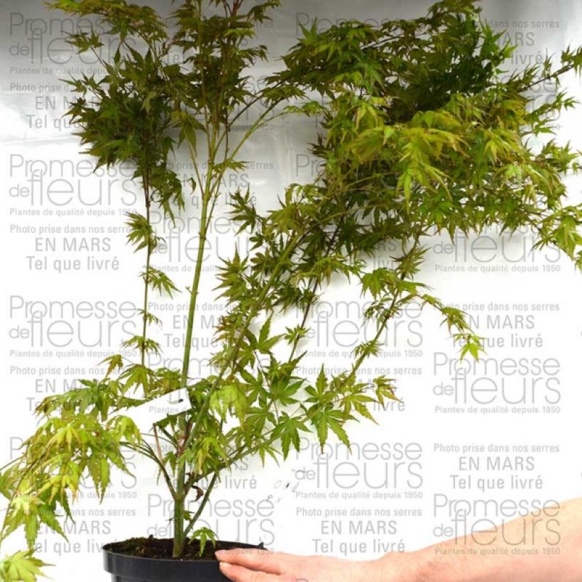 Beispiel eines Exemplars von Érable du Japon - Acer palmatum pot 3/4L 50/60cm wie geliefert