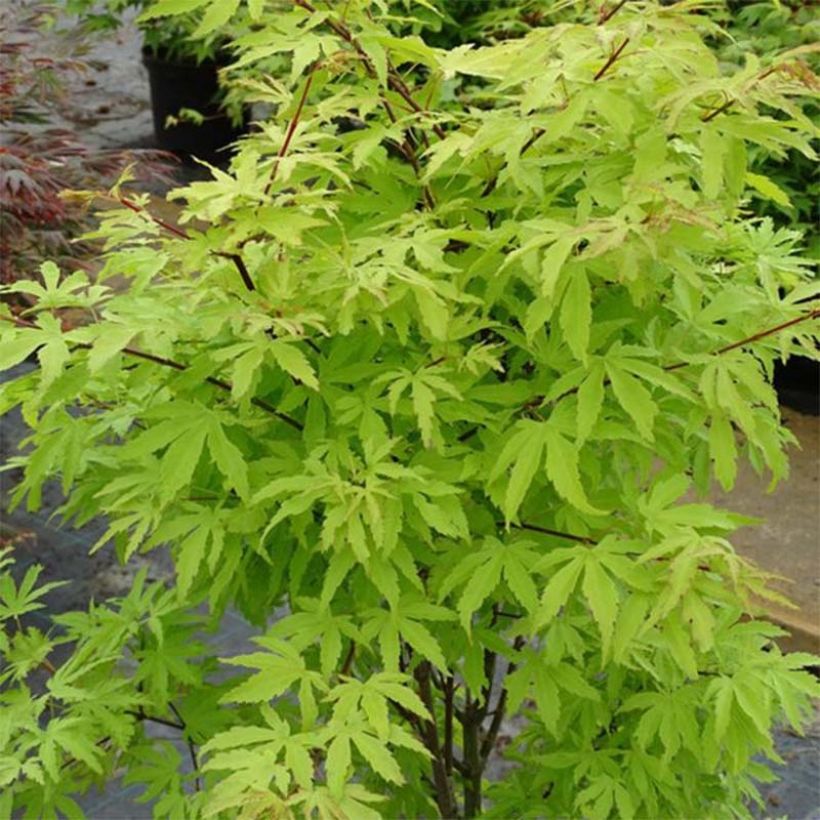 Fächerahorn Anne Irene - Acer palmatum (Hafen)