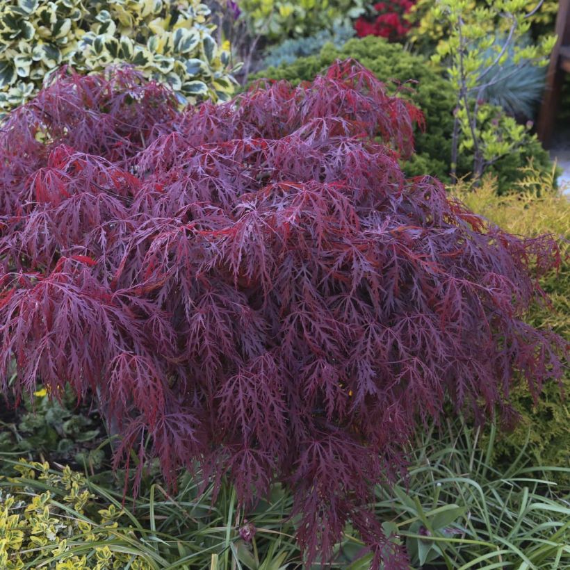 Fächerahorn Crimson Queen - Acer palmatum (Laub)